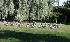 Branta leucopsis