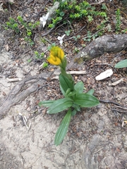 Gavilea lutea