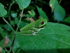 Duellmanohyla uranochroa