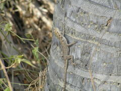Agama agama