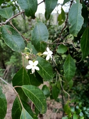 Clerodendrum tomentosum