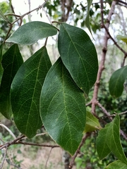 Clerodendrum tomentosum