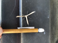 Lantanophaga pusillidactylus