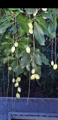 Barringtonia acutangula