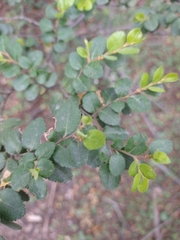 Nothofagus betuloides