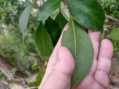 Clerodendrum tomentosum