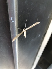 Lantanophaga pusillidactylus