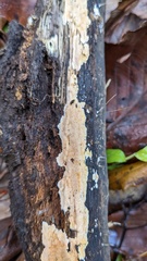 Steccherinum nitidum