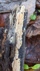 Steccherinum nitidum