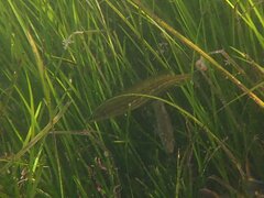 Heterostichus rostratus