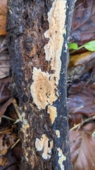 Steccherinum nitidum