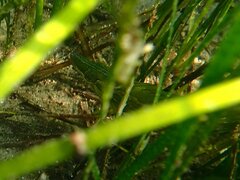 Heterostichus rostratus