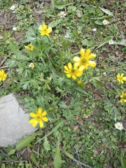 Ranunculus peduncularis