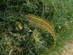 Heterostichus rostratus