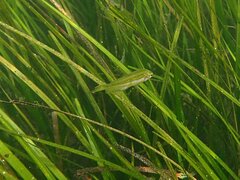 Heterostichus rostratus