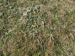 Potentilla pulcherrima