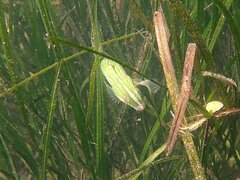 Heterostichus rostratus