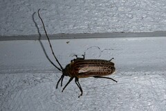 Prionoplus reticularis