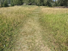 Potentilla pulcherrima