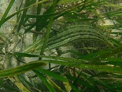 Heterostichus rostratus