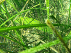 Heterostichus rostratus