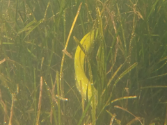 Heterostichus rostratus