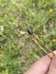 Ospidus chrysomeloides