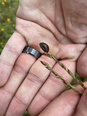 Ospidus chrysomeloides