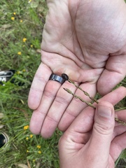 Ospidus chrysomeloides