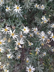 Chiliotrichum diffusum