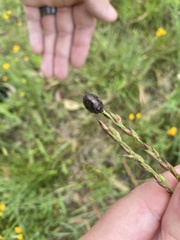 Ospidus chrysomeloides