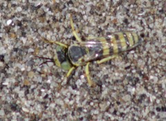 Bembicina