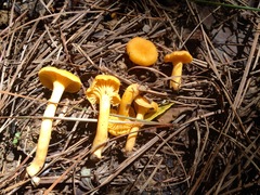 Parvocantharellus