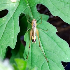 Conocephalus versicolor