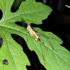 Conocephalus versicolor