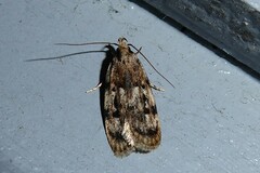 Barea exarcha