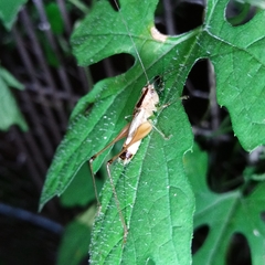 Conocephalus versicolor