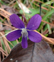 Viola septemloba