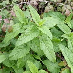Scrophularia scorodonia