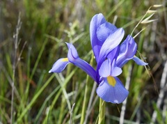 Iris xiphium