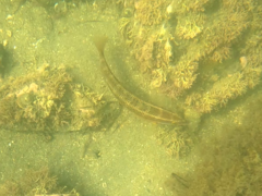 Halichoeres semicinctus