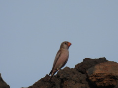 Bucanetes githagineus