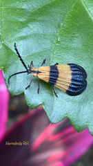 Calopteron
