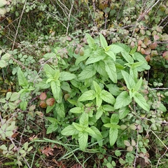 Scrophularia scorodonia