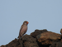 Bucanetes githagineus