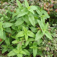 Scrophularia scorodonia