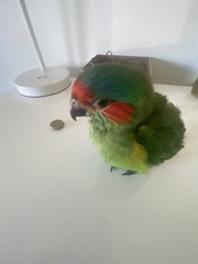 Glossopsitta concinna