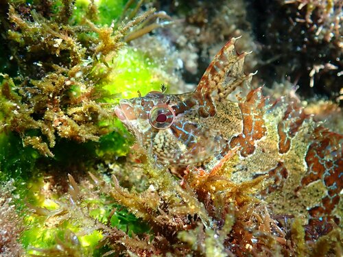 Spotted kelpfish (Gibbonsia elegans) — Clinidae — 4