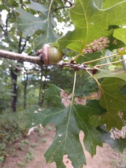 Quercus acerifolia