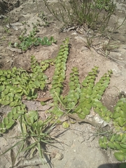 Evolvulus prostratus